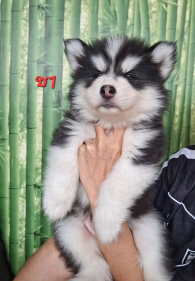 ไซบีเรียน รูปที่ 8