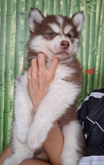 ไซบีเรียน รูปที่ 11