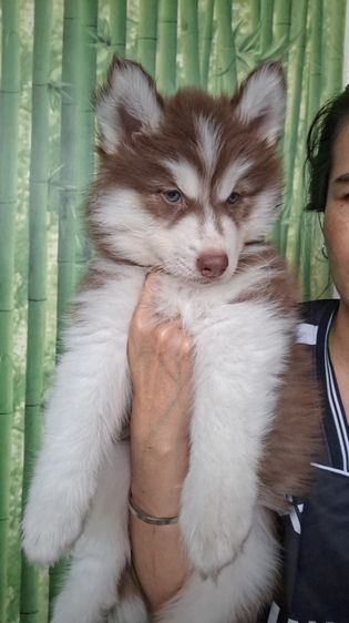 ไซบีเรียน รูปที่ 9