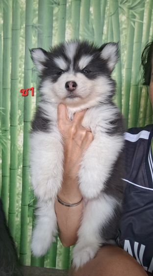 ไซบีเรียน รูปที่ 2