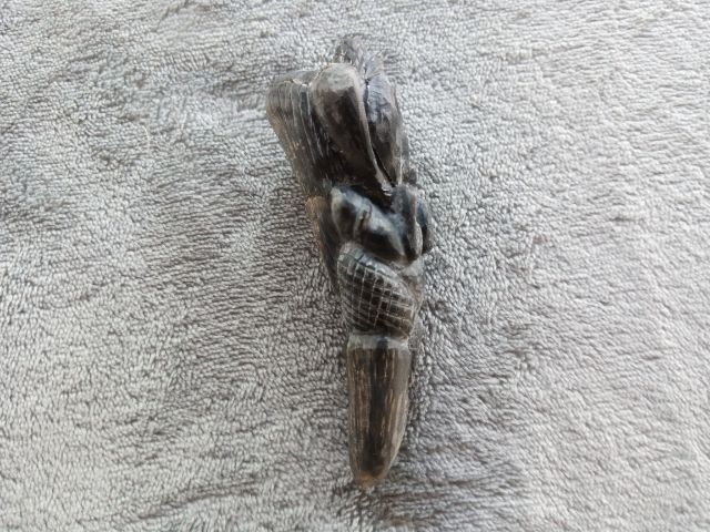 พระพิฆเนศเขาแกะ รูปที่ 3