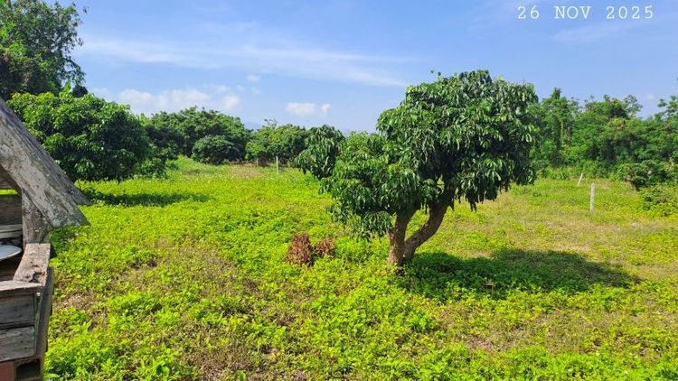 ไม่ใช่ ขายสวนลำไยแปลงเล็กเหมาะทำบ้านสวน ใกล้แมคโครโลตัส ห่างทางหลวงเพียง 70 เมตร รูปที่ 2