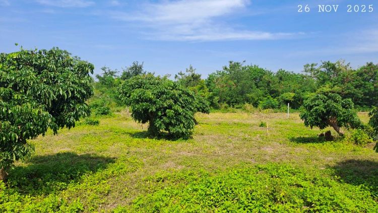 ไม่ใช่ ขายสวนลำไยแปลงเล็กเหมาะทำบ้านสวน ใกล้แมคโครโลตัส ห่างทางหลวงเพียง 70 เมตร รูปที่ 3