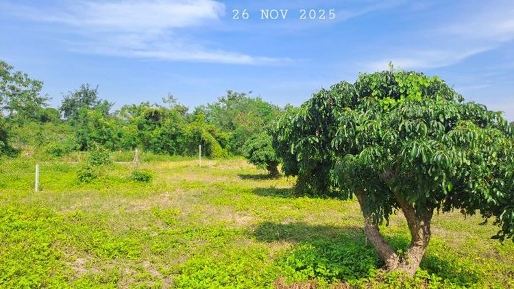 ไม่ใช่ ขายสวนลำไยแปลงเล็กเหมาะทำบ้านสวน ใกล้แมคโครโลตัส ห่างทางหลวงเพียง 70 เมตร รูปที่ 4