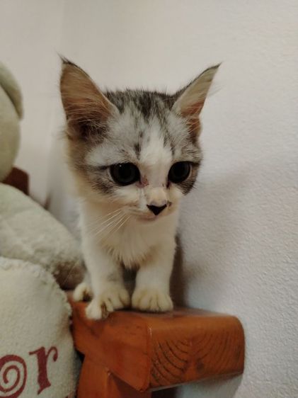 เปอร์เซียผสมไทย รูปที่ 8