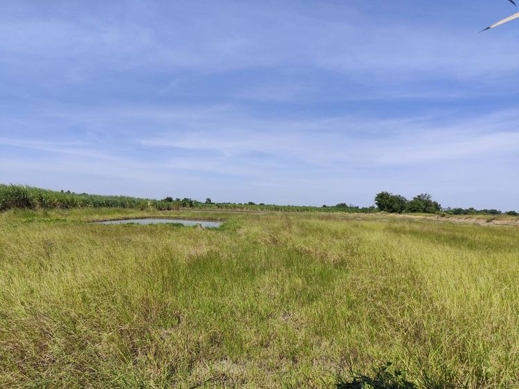 ขายที่ดินเปล่า Vacant land for sale, a natural plot amidst cornfields near Kasetsart University Kamphaeng Saen Campus Nakhon Pathom รูปที่ 4