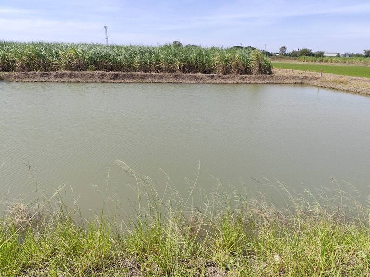 ขายที่ดินเปล่า Vacant land for sale, a natural plot amidst cornfields near Kasetsart University Kamphaeng Saen Campus Nakhon Pathom รูปที่ 3