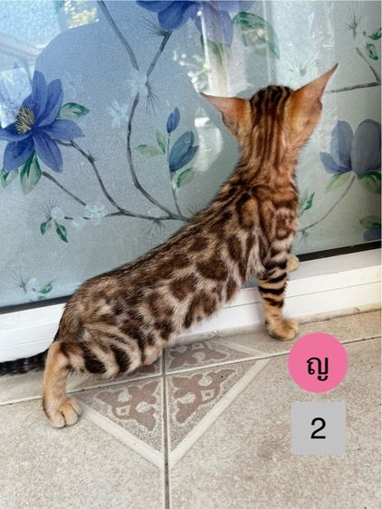 ขายน้องแมวเบงกอลมีสีบราวน์ และซิลเวอร์ อายุ 2-3 เดือน รูปที่ 5