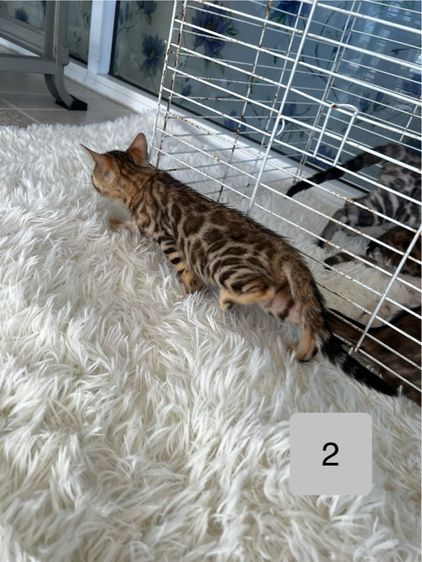 ขายน้องแมวเบงกอลมีสีบราวน์ และซิลเวอร์ อายุ 2-3 เดือน รูปที่ 7