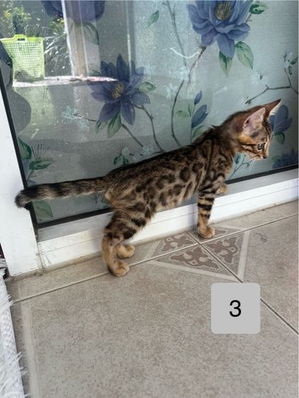 ขายน้องแมวเบงกอลมีสีบราวน์ และซิลเวอร์ อายุ 2-3 เดือน รูปที่ 9
