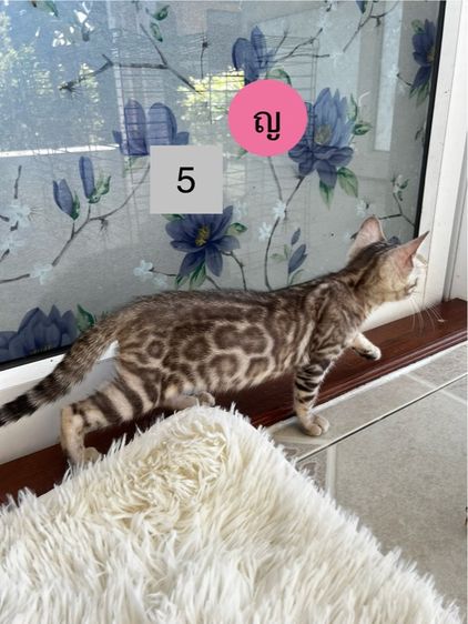 ขายน้องแมวเบงกอลมีสีบราวน์ และซิลเวอร์ อายุ 2-3 เดือน รูปที่ 12