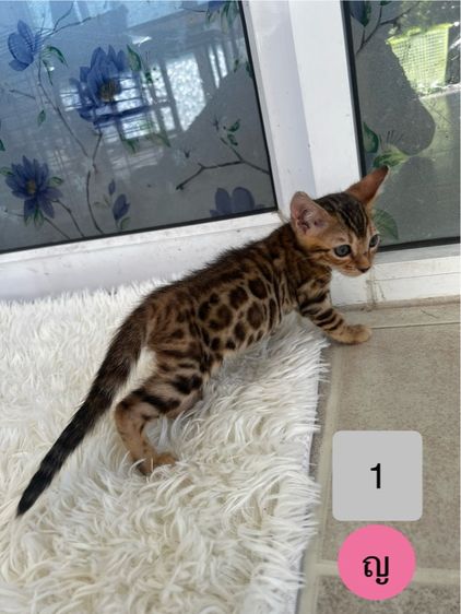 ขายน้องแมวเบงกอลมีสีบราวน์ และซิลเวอร์ อายุ 2-3 เดือน รูปที่ 2
