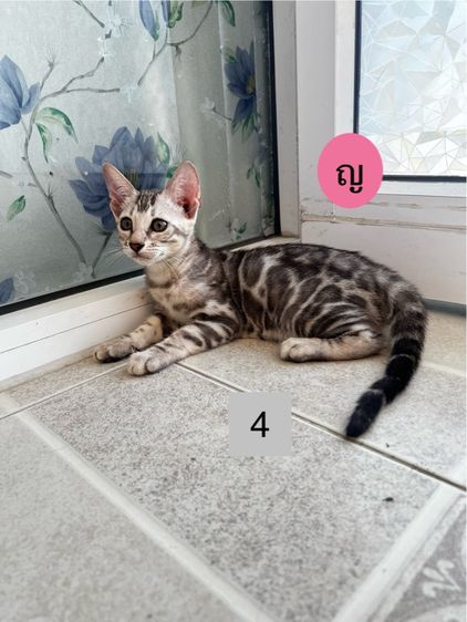 ขายน้องแมวเบงกอลมีสีบราวน์ และซิลเวอร์ อายุ 2-3 เดือน รูปที่ 10