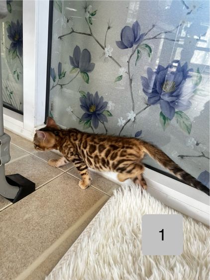 ขายน้องแมวเบงกอลมีสีบราวน์ และซิลเวอร์ อายุ 2-3 เดือน รูปที่ 4