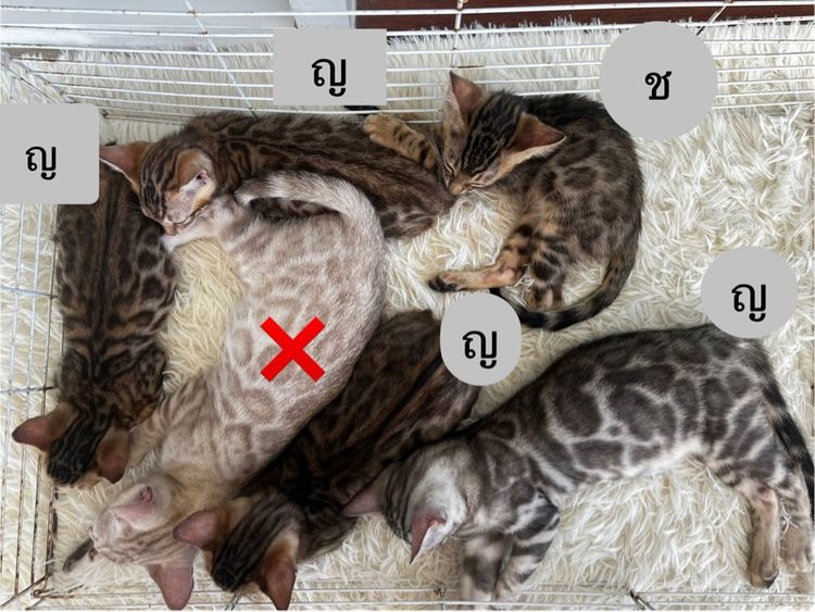 เบงกอล (Bengal House Cat) ขายน้องแมวเบงกอลมีสีบราวน์ และซิลเวอร์ อายุ 2-3 เดือน