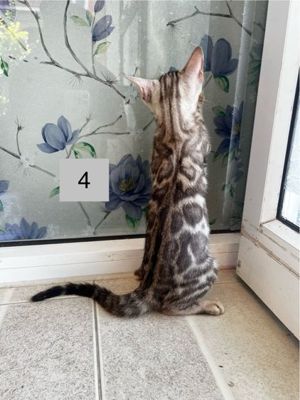 ขายน้องแมวเบงกอลมีสีบราวน์ และซิลเวอร์ อายุ 2-3 เดือน รูปที่ 11