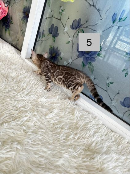 ขายน้องแมวเบงกอลมีสีบราวน์ และซิลเวอร์ อายุ 2-3 เดือน รูปที่ 13