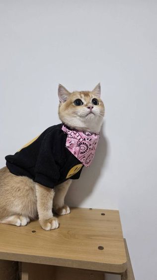 บริติสช็อตแฮร์ NY12  รูปที่ 2