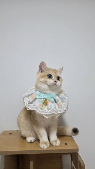 บริติสช็อตแฮร์ NY12  รูปที่ 3