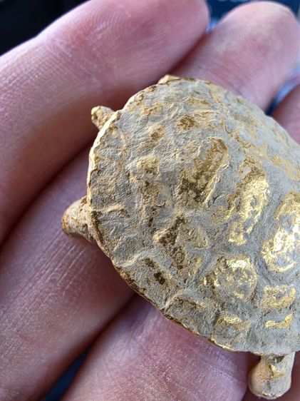 เต่าสีทอง เนื้อโลหะ สวยของเก่าเก็บ รุ่นเก่า หายากเดิมๆ ขายตามสภาพของที่บ้าน พร้อมส่งครับ รูปที่ 3