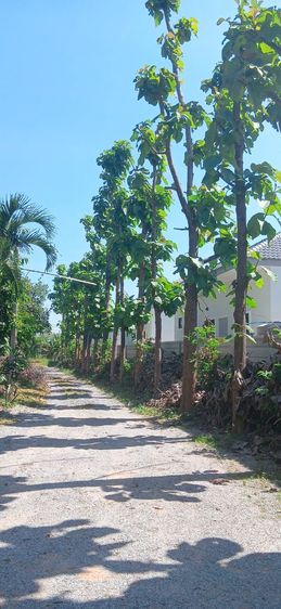 มีบางส่วน ใช่ 🌹ขายที่ดินพร้อมบ้านไม้เรือนไทย ต.หัวทะเล อ.เมือง จ.นครราชสีมาค่ะ รูปที่ 4