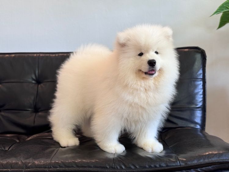 ลูกสุนัขซามอยด์ เกรดนำเข้า พร้อมใบ รูปที่ 18