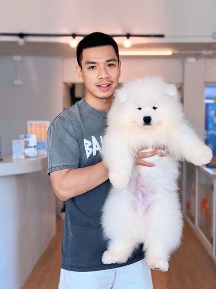 ลูกสุนัขซามอยด์ เกรดนำเข้า พร้อมใบ รูปที่ 16