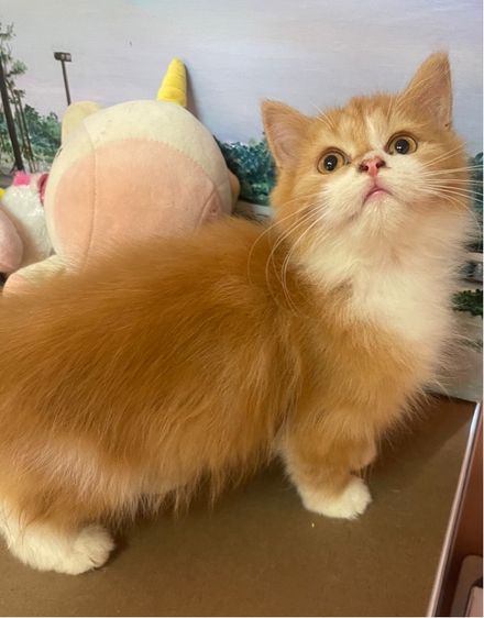 แมวเปอร์เซีย แมวส้ม รูปที่ 2