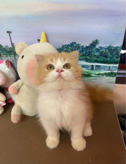 แมวเปอร์เซีย สีส้มขนฟู รูปที่ 4