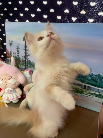 แมวเปอร์เซีน สีขาวขนฟู รูปที่ 3