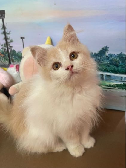 เปอร์เซีย (Persian) แมวเปอร์เซีน สีขาวขนฟู
