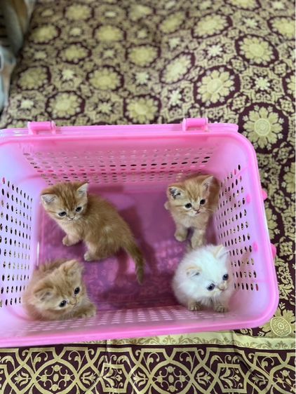 ลูกแมวสก็อตติช