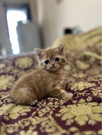 ลูกแมวสก็อตติช รูปที่ 3