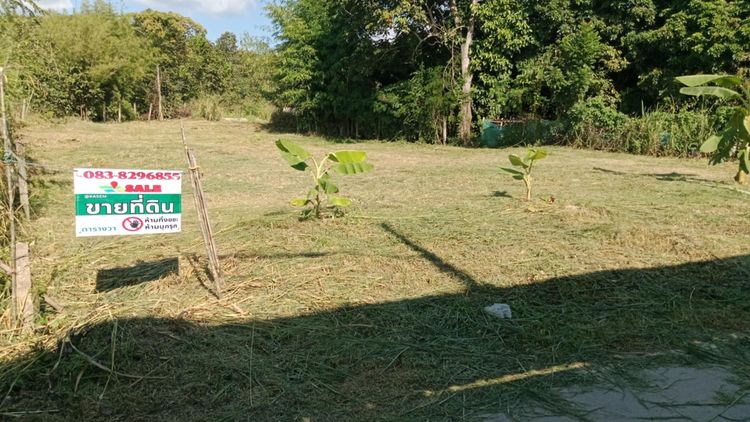 📣 โอกาสทอง ที่ดินเกือบ 2งาน 270,000บาท ทำเลดี อ.เมืองลำพูน ราคาสุดคุ้ม รูปที่ 4