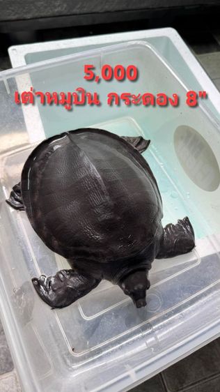 เต่าหมูบิน