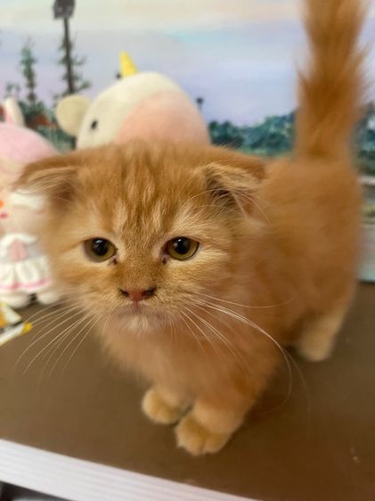 แมวเปอร์เซียขนฟูหูพับ รูปที่ 2