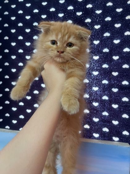 แมวเปอร์เซียขนฟูหูพับ รูปที่ 3