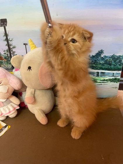 แมวเปอร์เซียขนฟูหูพับ