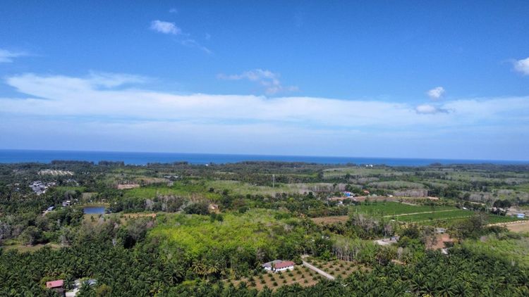 ที่ดินแบ่งขายทำเลดี ใกล้หาดทะเลนาใต้เพียง 7 นาที โคกกลอย-พังงา รูปที่ 3