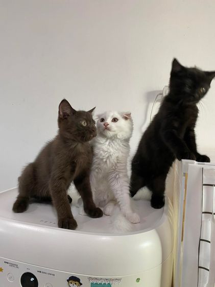 สก๊อตติส ช ล้วน รูปที่ 4