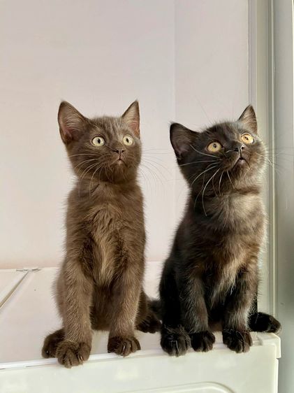 สก๊อตติส ช ล้วน