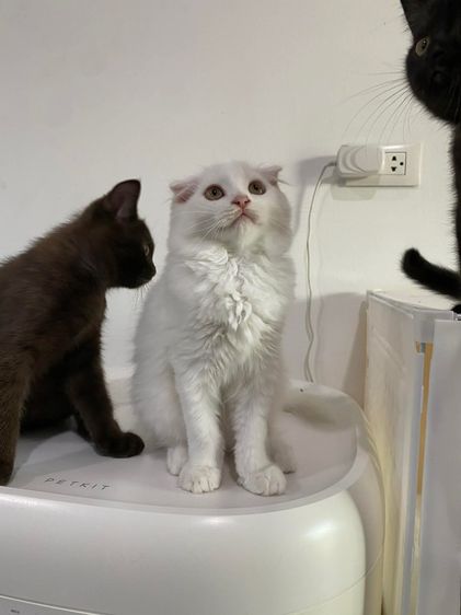 สก๊อตติส ช ล้วน รูปที่ 5