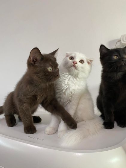 สก๊อตติส ช ล้วน รูปที่ 3