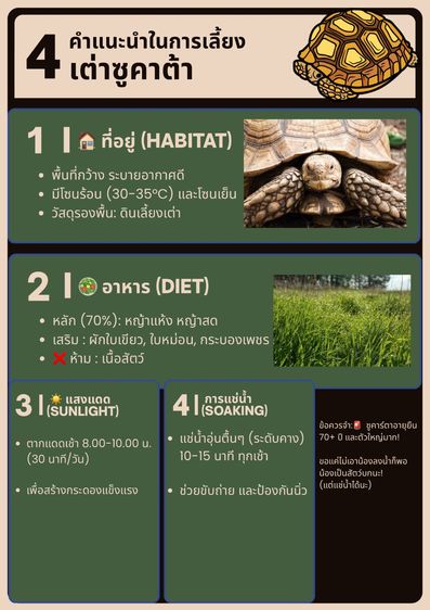 เต่าซูคาต้า ขนาด 6 - 8 นิ้ว รูปที่ 4