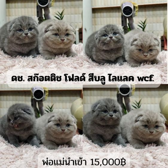 ดญ ดช  สก๊อตติช หูพับ หูตั้ง หลายตัวจ้า รูปที่ 6