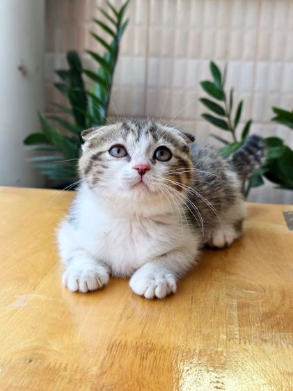 ดญ ดช  สก๊อตติช หูพับ หูตั้ง หลายตัวจ้า