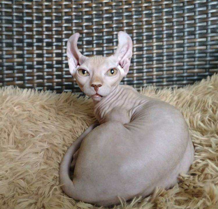 30.แมวดเวล เพศผู้ Dwelf Cat Male รูปที่ 2