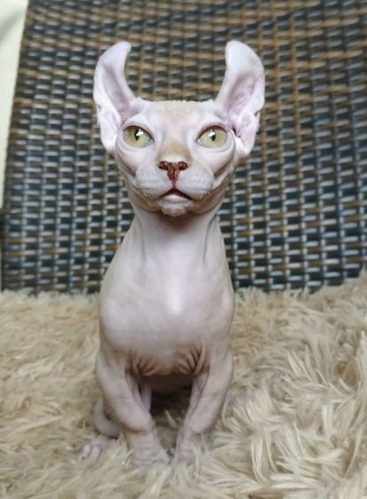 30.แมวดเวล เพศผู้ Dwelf Cat Male รูปที่ 5