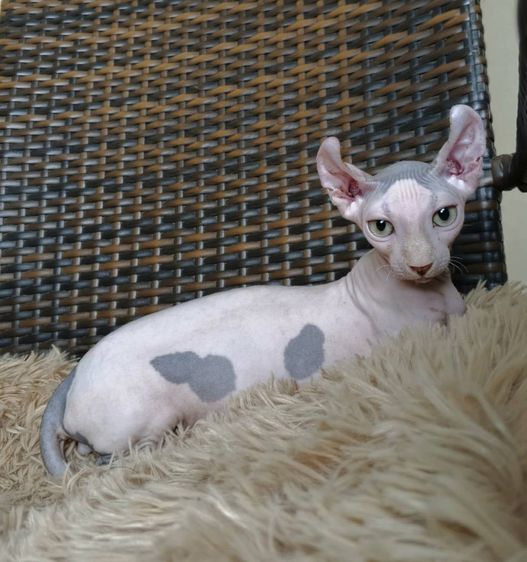 31.แมวดเวล เพศผู้ Dwelf Cat Male  รูปที่ 8