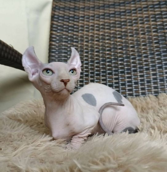 31.แมวดเวล เพศผู้ Dwelf Cat Male  รูปที่ 3